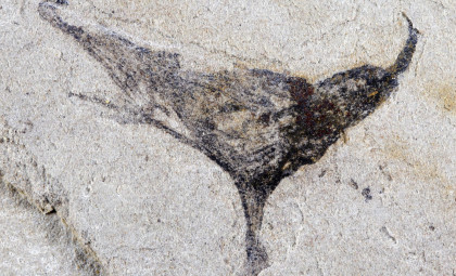 Ancient Fossils Reveal Complex Marine Life Predating the Cambrian Explosion