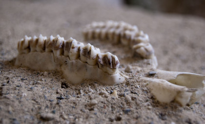 Ancient Teeth Reveal Unexpected Protein Shedding Light on Early Human Interactions