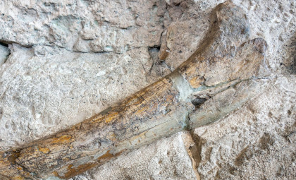 Massive Tyrannosaur Shinbone Unearthed in New Mexico Sheds Light on Predator Evolution