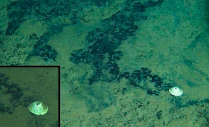 Scientists Discover Massive Deep-Sea Snail Nearly 6 Kilometers Beneath the Pacific