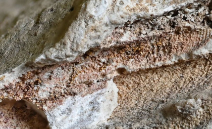 Ancient Roman York Tombs Reveal Priceless Tyrian Purple Dye