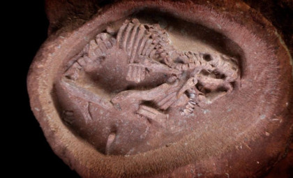Ancient Reptile Embryos Unearthed in Fossils Dating Back 280 Million Years
