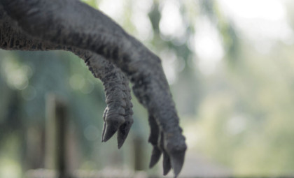 Why Tyrannosaurus rex Developed Diminutive Arms: Insights Into Evolutionary Trade-offs