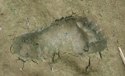 Researchers Discover Ancient Trail with 8,000-Year-Old Human and Animal Tracks on the UK Coast