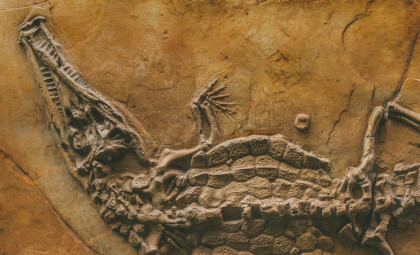 Newly Identified Giant Crocodile May Have Preyed on Early Human Ancestors 3 Million Years Ago