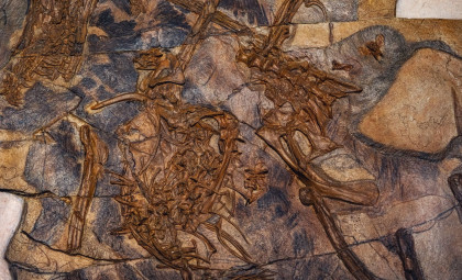 Giant Fossil Rock Unearthed in Brazil Reveals Ancient Sea Beneath Ceará’s Land