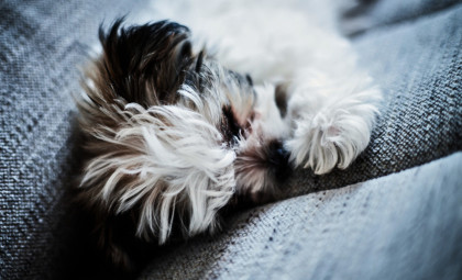 Veterinarians Advocate Indoor Sleeping for Dogs During Winter Cold