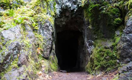 Ancient Fossils Unearthed in New Zealand Cave Reveal Lost Species from Over a Million Years Ago