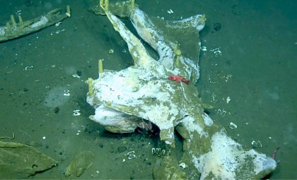 Deep-Sea Scientists Monitor Whale Skeleton at 1,288 Meters for 15 Years Revealing a Thriving Underwater Ecosystem