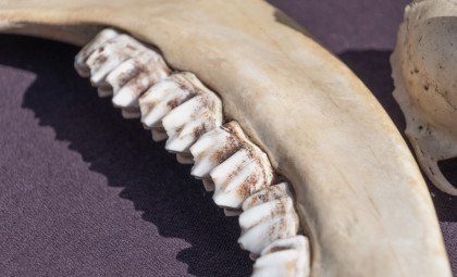 Fossil Teeth from Alaska Uncover New Arctic Mammal Species Amid Dinosaur Era