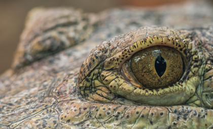 Ancient Ostrich-Like Reptile Unearthed in New Mexico After 200 Million Years