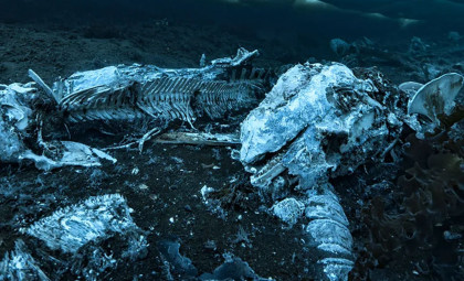Unveiling the Mysterious Deep-Sea Dweller That Consumes Whale Remains for Years