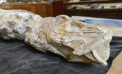 Ancient Fossil Fish Unearthed in New Zealand Identified Through Vintage Paleontology Notes
