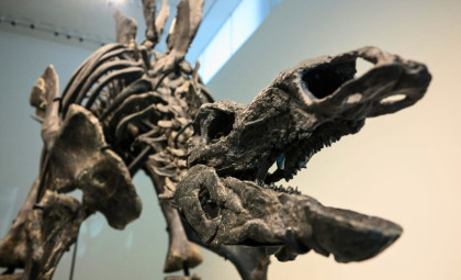 Europe’s Most Intact 150-Million-Year-Old Stegosaur Skull Unearthed by Paleontologists