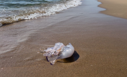 New Marine Species Resembling Jellyfish Discovered on a Japanese Coast