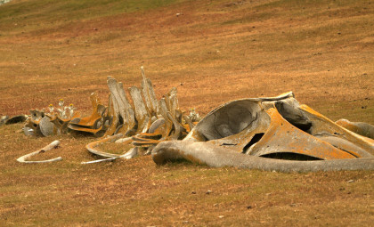 Decades-Old Whale Fossil Unearthed in New Zealand Reveals New Ancient Species
