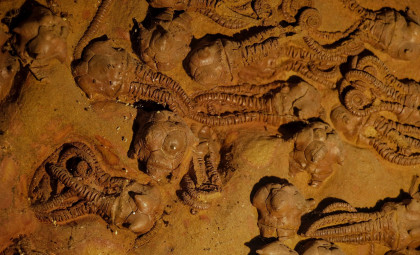 Remarkable Fossil Site in Egypt Reveals 500 Ancient Fish Survived Dinosaur Extinction