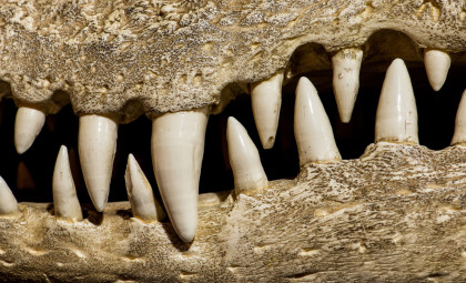 Massive Ancient Crocodile That Threatened Early Humans Discovered in Kenya