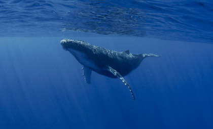 The Mysterious ‘52 Blue’: Four Decades Tracking an Enigmatic Whale Signal