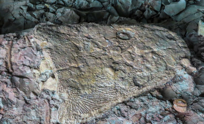 High Schooler Unearths Massive 52-Million-Year-Old Gar Fish Skull in Wyoming