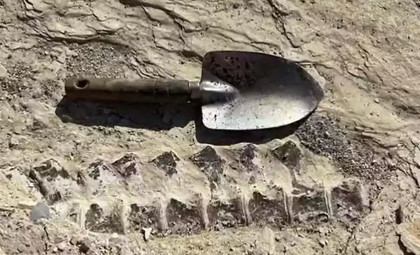 12-Year-Old Student Discovers Massive 80-Million-Year-Old Fossil in Kansas