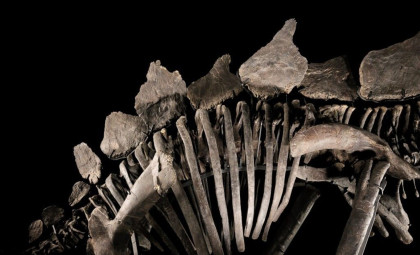 Unearthing Gus: The 38-Foot T. rex Fossil Estimated at $30 Million