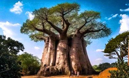 Discovering the Baobab: The Ancient Tree Whose Largest Living Specimen Reveals a Legacy of Fallen Giants
