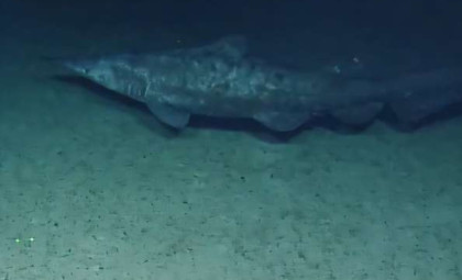 Rare Footage Captures Live Goblin Sharks at Unprecedented Depths in Pacific Ocean