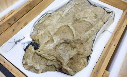 Fossilized Giants of Ancient Asia Returned to Mongolia After Nearly 20 Years