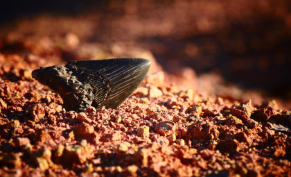 Exploring the Depths: Megalodon Tooth Unearthed 10,000 Feet Beneath the Pacific Ocean