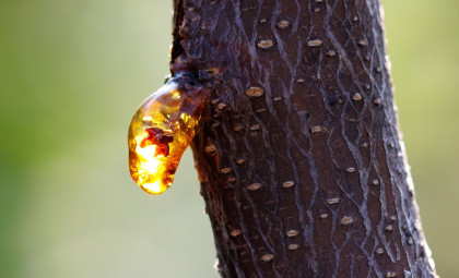 Ancient Amber in Ecuador Reveals 21 Prehistoric Creatures from 112 Million Years Ago