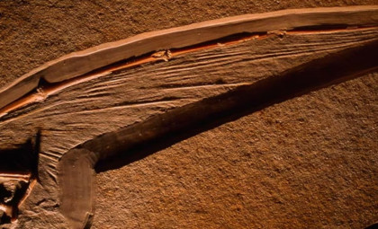 Remarkable 113-Million-Year-Old Pterosaur Wing Reveals Ancient Biology and Burial Secrets
