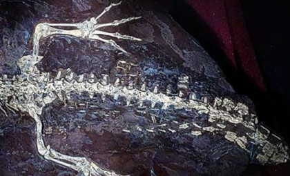125-Million-Year-Old Crocodile Fossil Reveals Remarkably Preserved Skin and Possible Color Pattern