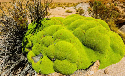 Unexpected Fungal Partnerships Discovered Within Desert Mosses