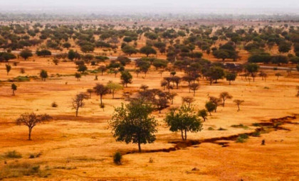 How 500 African Spurred Tortoises Sparked Vegetation Growth in the Sahel