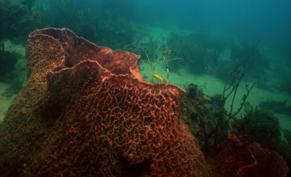Ancient Caribbean Sponge Survived 2,300 Years, Filtering Water Throughout History