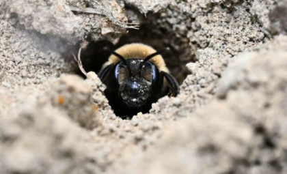 Hidden Beneath a New York Cemetery, Millions of Wild Bees Thrive Undisturbed for Nearly a Century