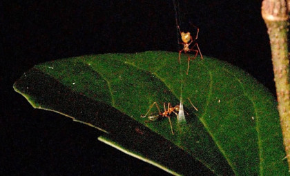 Newly Discovered Spider Launches Ants into Webs at Extreme Speeds