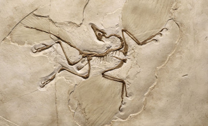 Chinese Scientists Discover a Well-Preserved Four-Winged Dinosaur With a Unique Tail