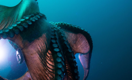 Scientists Reveal a 62-Foot Ancient Oceanic Predator from Its Fossilized Jaw Alone