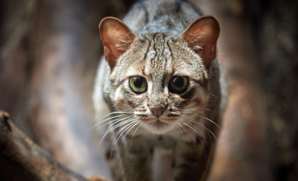 Ancient Fossil Reveals World’s Smallest Cat Existed 300,000 Years Ago