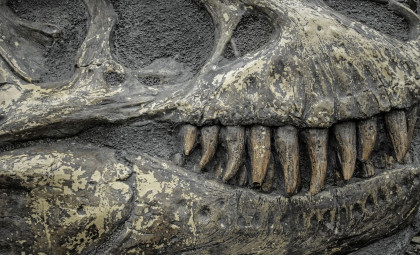Dinosaur Discovered with 500 Teeth Replaced Biweekly Reveals Unique Feeding Adaptation