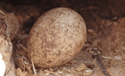 Ancient Giant Bird Eggshells Reveal 15-Million-Year-Old Atmospheric Clues