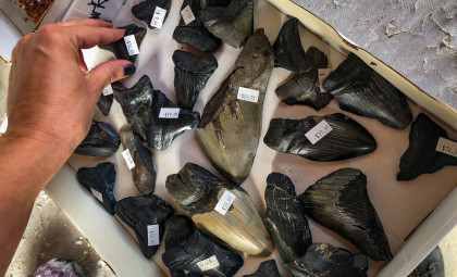Scientists Rediscover Largest Known Megalodon Vertebra After More Than Three Decades