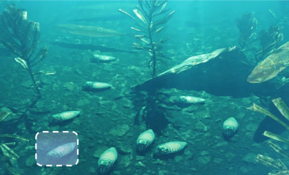 Researchers Create Amphibious Cockroach ‘Cyborgs’ Capable of Three-Hour Underwater Missions