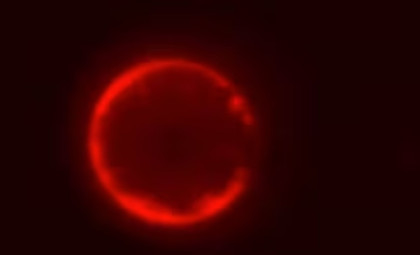 Groundbreaking Synthetic Cell Created Entirely From Non-Living Materials Achieves Major Breakthrough