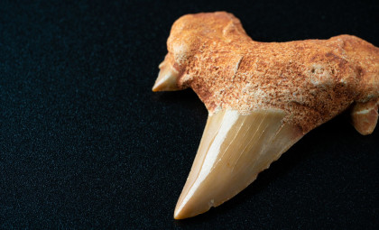 New Study Unveils Early Mammal Tooth Evolution After Dinosaur Extinction