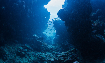 Discovery of 31 New Marine Species During Two-Week Deep-Sea Journey Off Brazil