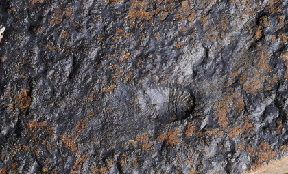 More Than 100 Fossils Found in Canada Reveal Early Animal Mobility and Reproduction