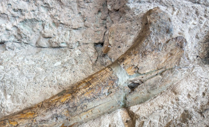New Giant Sauropod Species Discovered from a Single Bone in Thailand